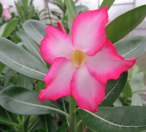 "Obesum blommar första året"